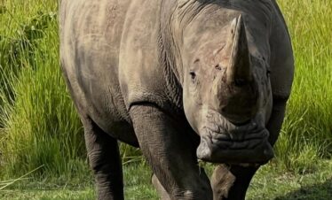 7-DAY PRIVATE LUXURY SAFARI