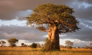 4-DAY TARANGIRE & NGORONGORO CRATER WITH MATERUNI WATERFALLS