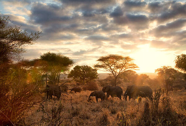 wildlife adventure